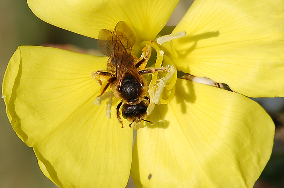 Femmina di Halictus, con buona probabilit scabiosae